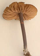 Image of Entoloma poliopus (Romagn.) Noordel. 1979