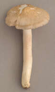 Image of Entoloma prunuloides (Fr.) Quél. 1872