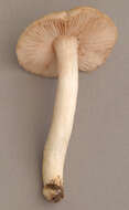 Image of Entoloma prunuloides (Fr.) Quél. 1872