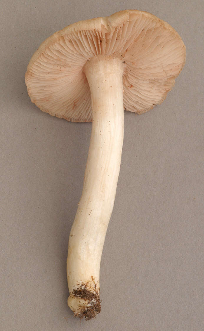 Image of Entoloma prunuloides (Fr.) Quél. 1872