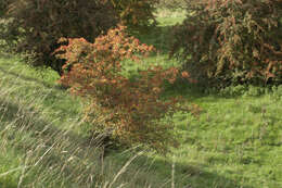 Image of Common Hawthorn