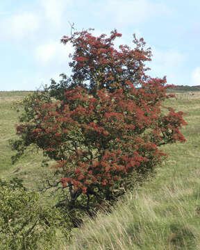 Image of Common Hawthorn