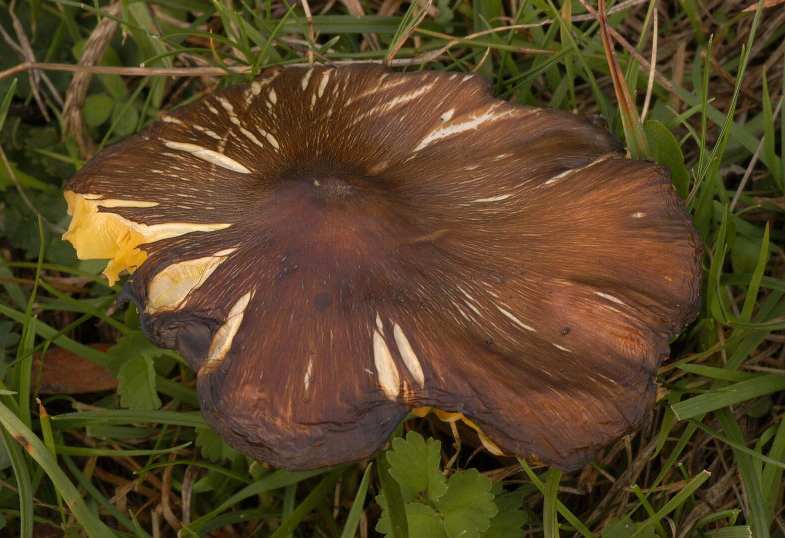 Image of Date waxcap