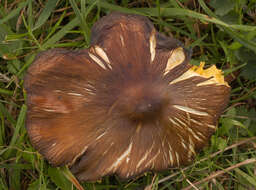 Image of Date waxcap