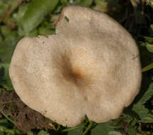 Image of Entoloma neglectum (Lasch) Arnolds 1982