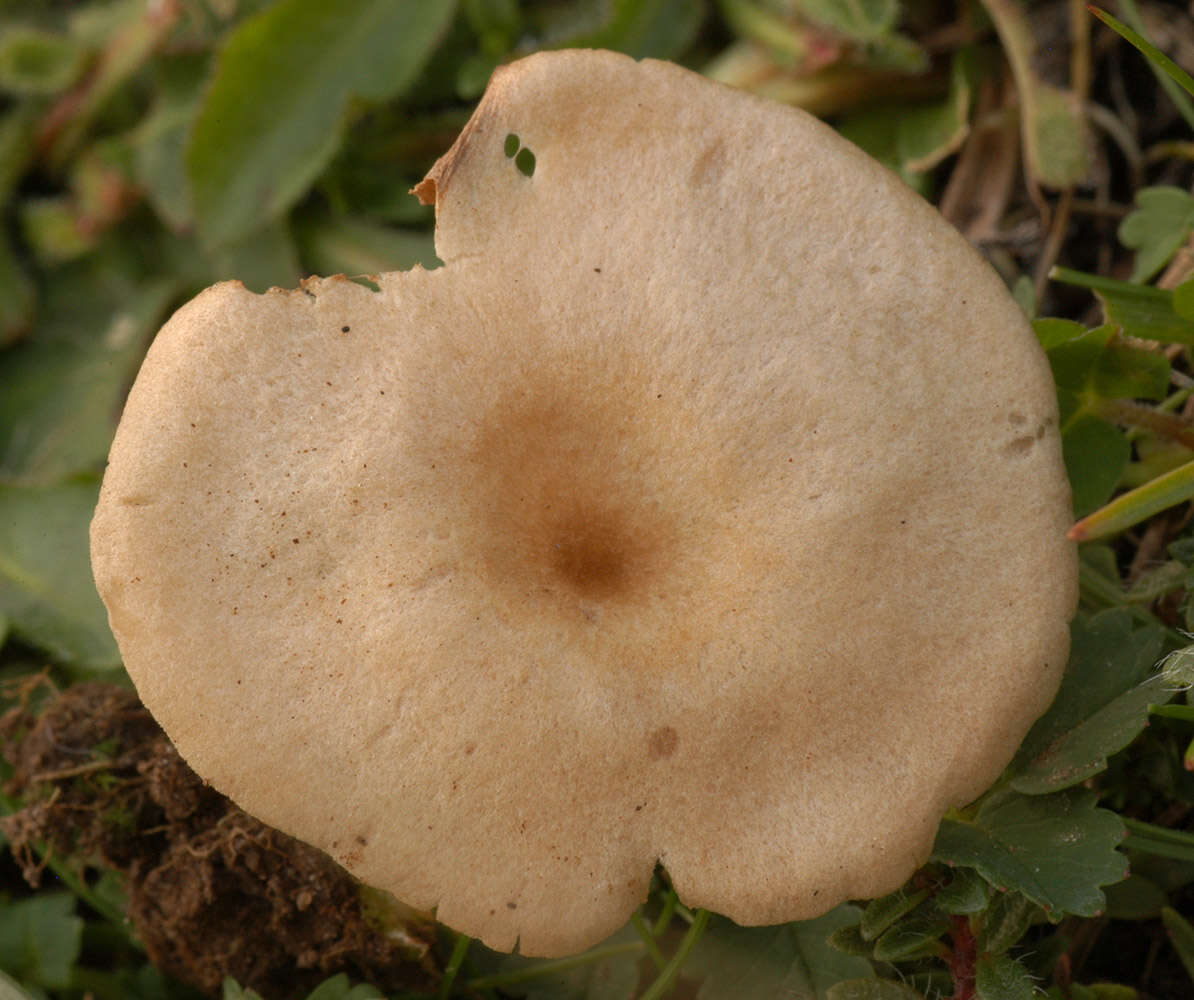 Image of Entoloma neglectum (Lasch) Arnolds 1982