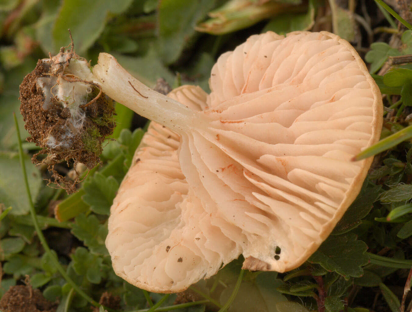 Image of Entoloma neglectum (Lasch) Arnolds 1982