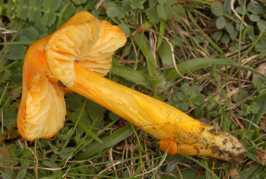 Plancia ëd Hygrocybe acutoconica (Clem.) Singer 1951