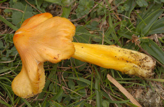 Plancia ëd Hygrocybe acutoconica (Clem.) Singer 1951