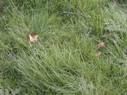 Image of Date waxcap