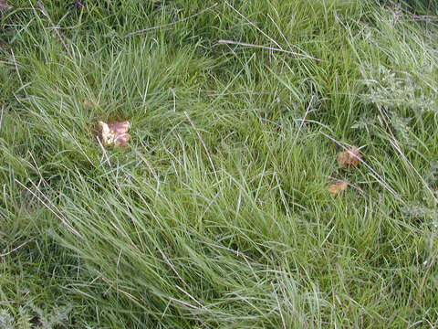 Image of Date waxcap