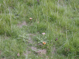 Image of Date waxcap