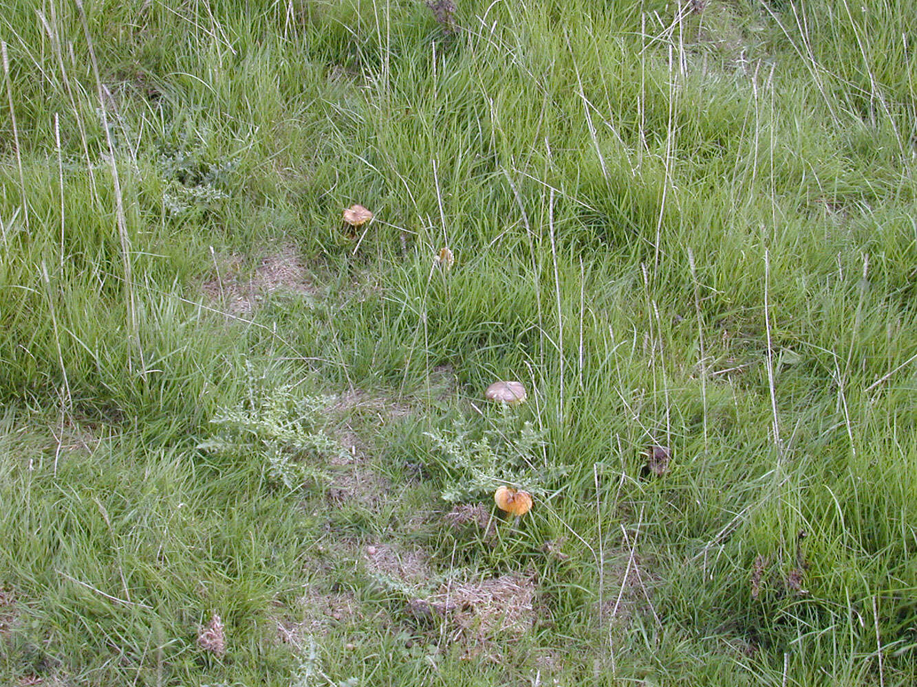 Image of Date waxcap