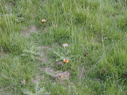 Image of Date waxcap