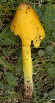 Plancia ëd Hygrocybe acutoconica (Clem.) Singer 1951