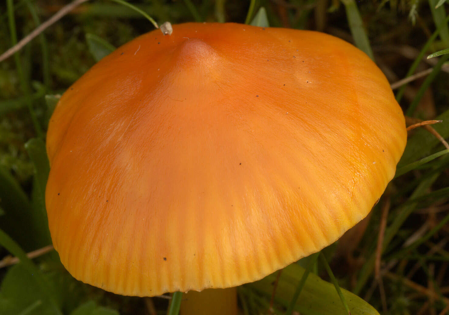 Plancia ëd Hygrocybe acutoconica (Clem.) Singer 1951