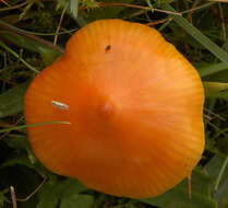 Plancia ëd Hygrocybe acutoconica (Clem.) Singer 1951