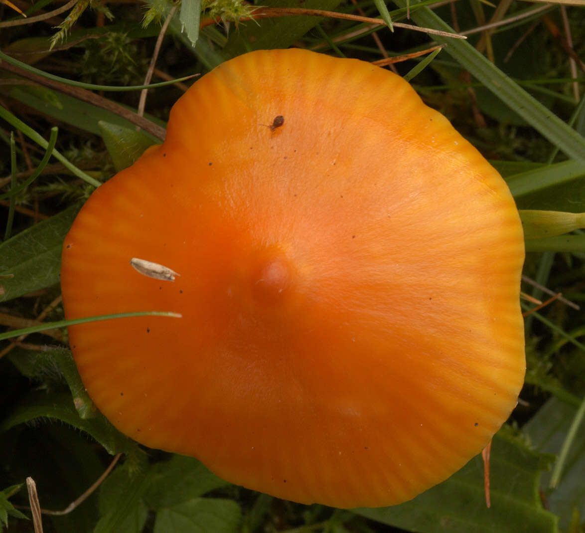 Plancia ëd Hygrocybe acutoconica (Clem.) Singer 1951