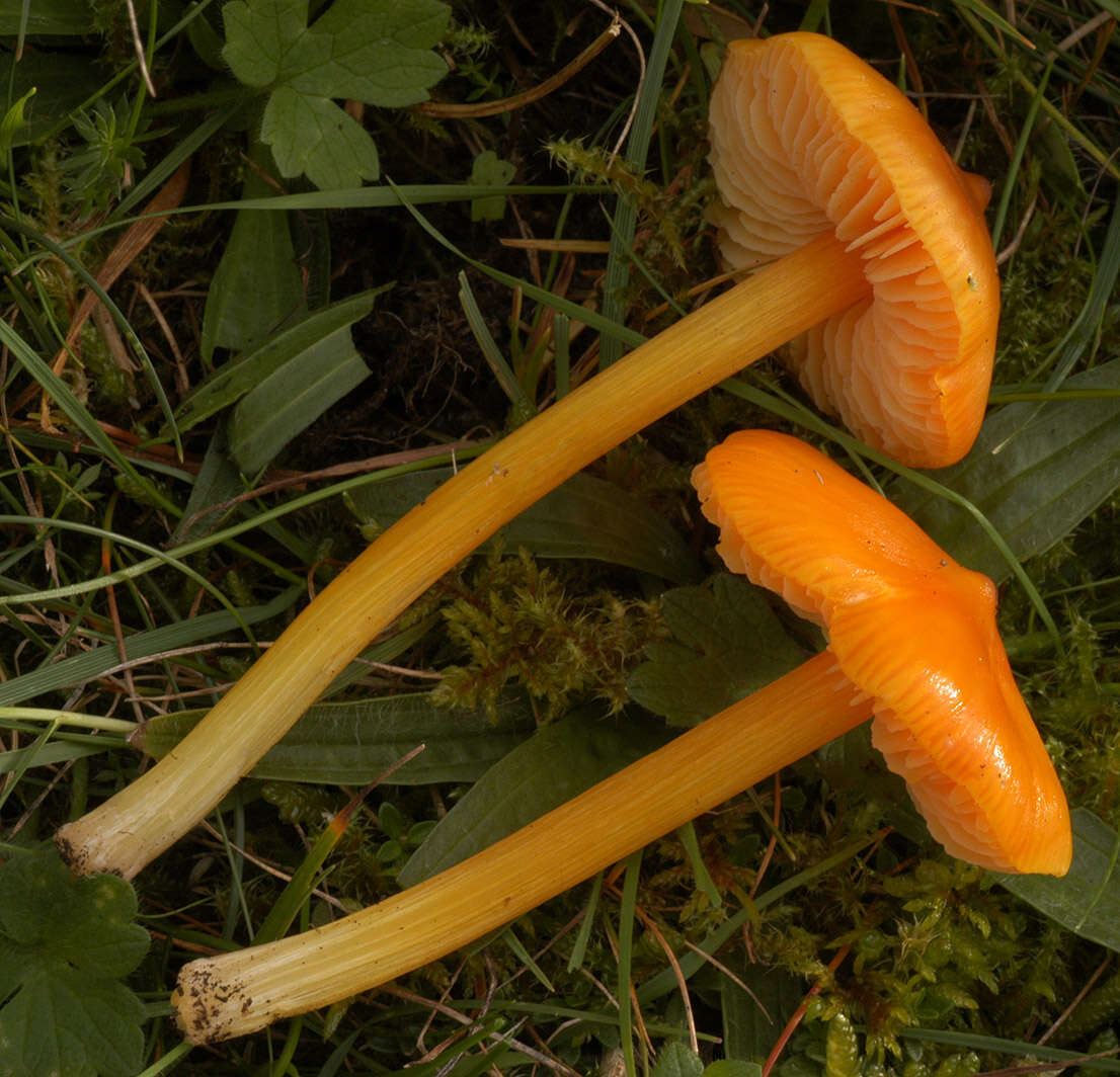 Image of Hygrocybe acutoconica (Clem.) Singer 1951