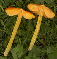 Image of Hygrocybe acutoconica (Clem.) Singer 1951