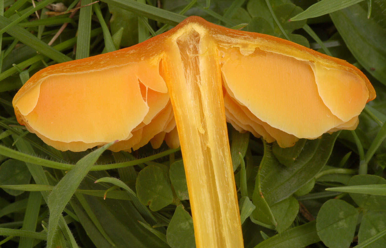 Image of Hygrocybe acutoconica (Clem.) Singer 1951