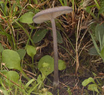 Image of Entoloma mougeotii (Fr.) Hesler 1967