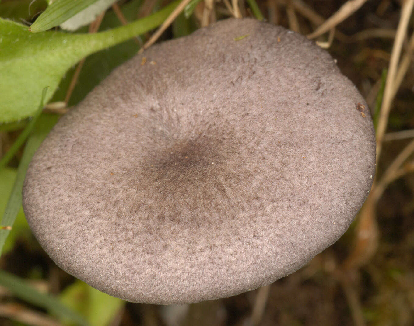 Image of Entoloma mougeotii (Fr.) Hesler 1967