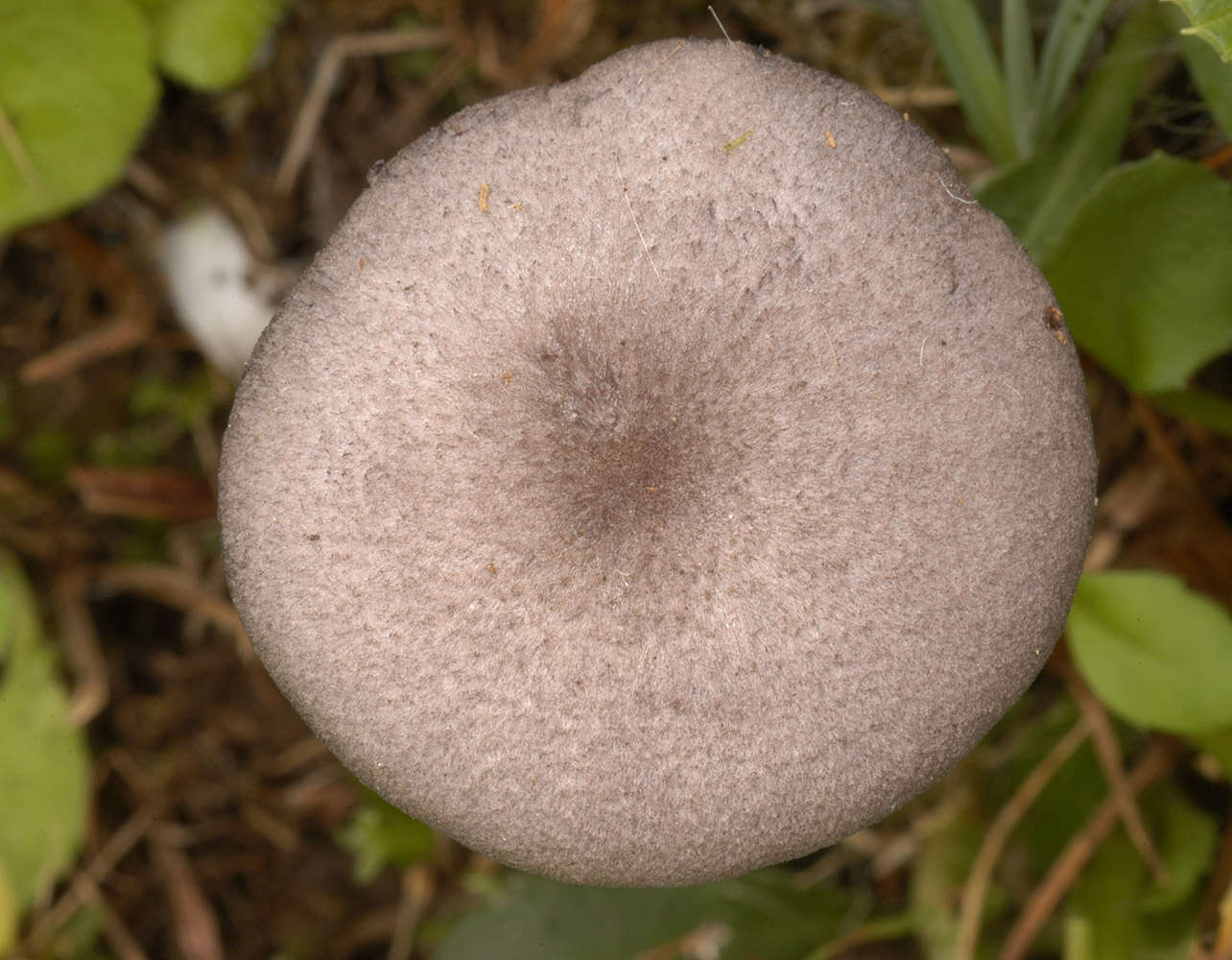 Image of Entoloma mougeotii (Fr.) Hesler 1967