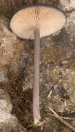 Image of Entoloma mougeotii (Fr.) Hesler 1967