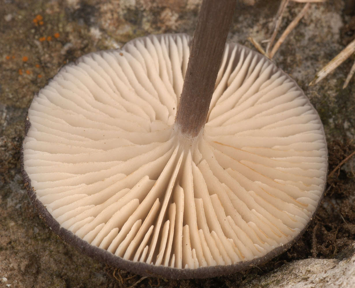 Image of Entoloma mougeotii (Fr.) Hesler 1967