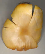 Image of Hygrocybe quieta (Kühner) Singer 1951