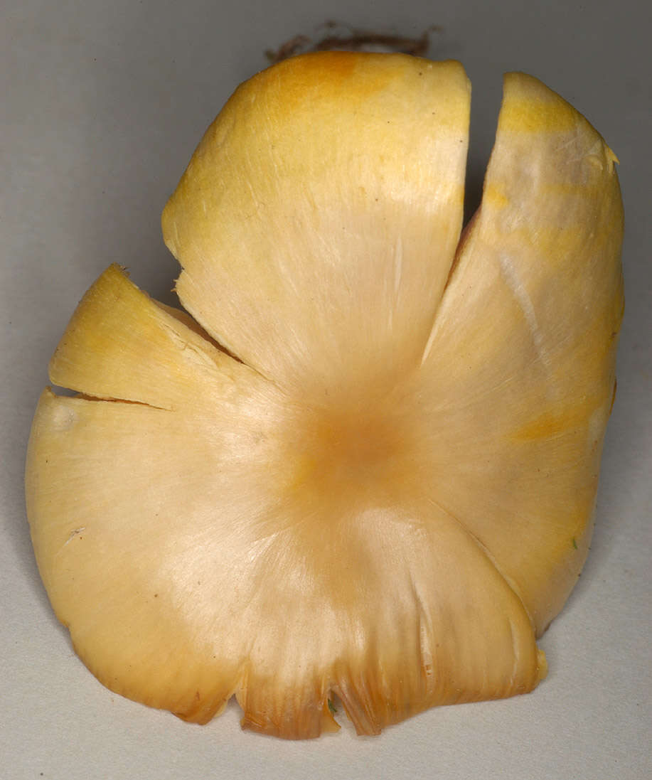 Image of Hygrocybe quieta (Kühner) Singer 1951