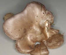 Image of Bloxam's entoloma