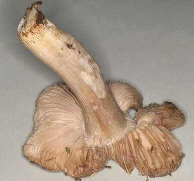 Image of Bloxam's entoloma