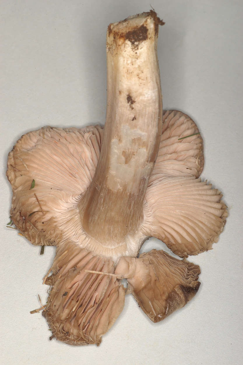 Image of Bloxam's entoloma