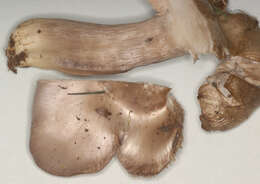 Image of Bloxam's entoloma