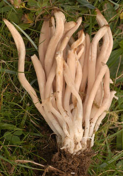 Image of Clavaria fumosa Pers. 1796