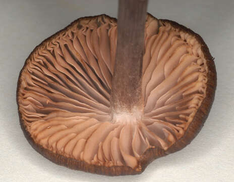 Image of Entoloma mougeotii (Fr.) Hesler 1967