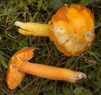 Image of Hygrocybe acutoconica (Clem.) Singer 1951