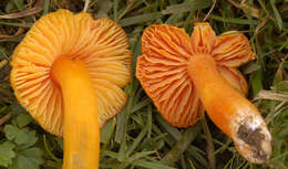 Image of Hygrocybe acutoconica (Clem.) Singer 1951