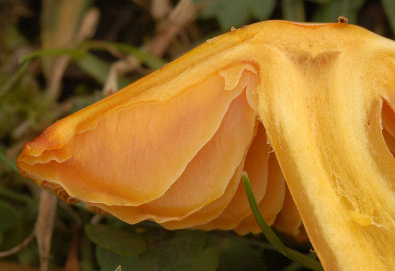 Image of Hygrocybe acutoconica (Clem.) Singer 1951