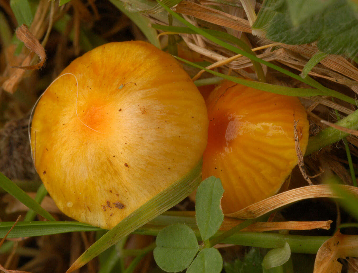 Image de Hygrocybe insipida (J. E. Lange) M. M. Moser 1967