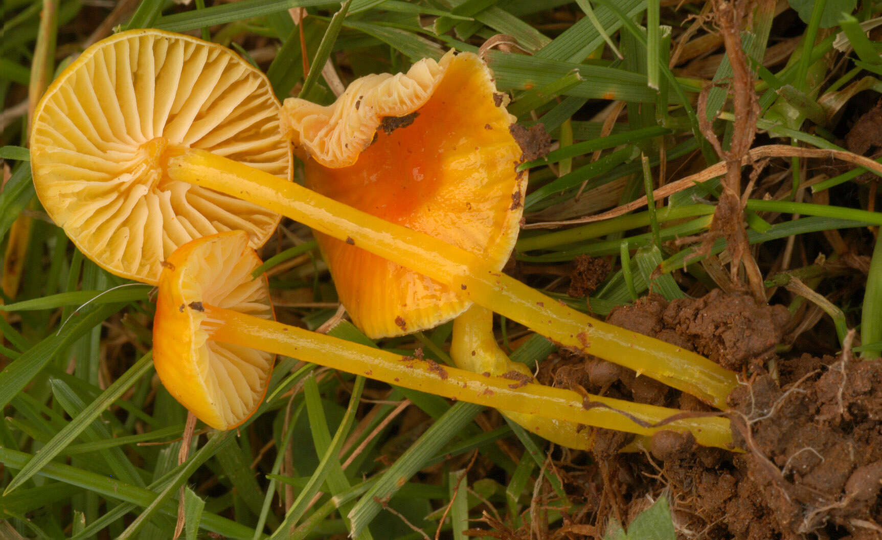 Image de Hygrocybe insipida (J. E. Lange) M. M. Moser 1967