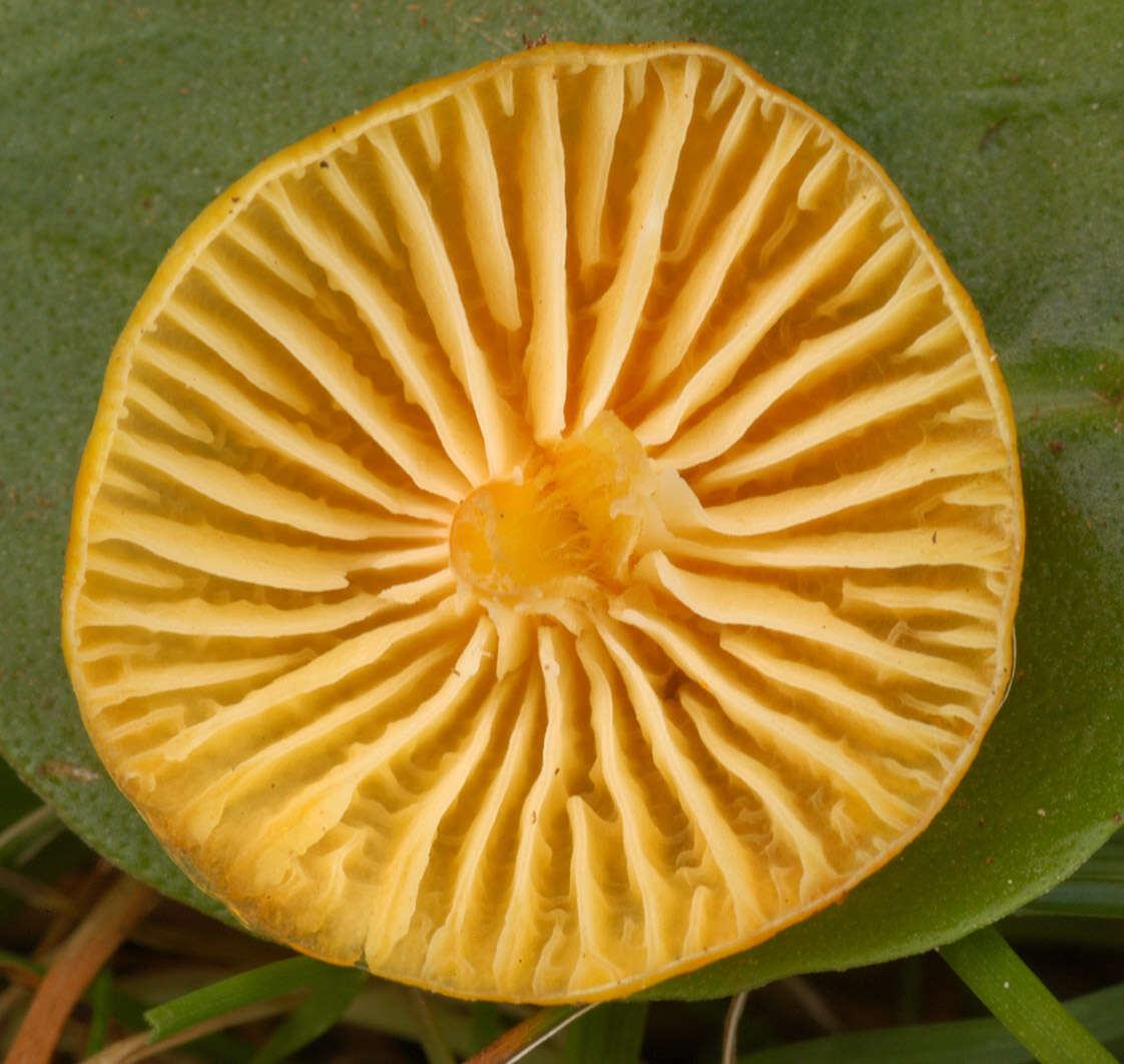 Image de Hygrocybe insipida (J. E. Lange) M. M. Moser 1967