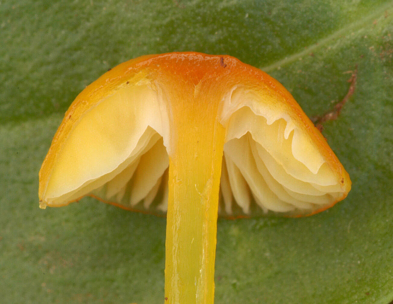 Image de Hygrocybe insipida (J. E. Lange) M. M. Moser 1967