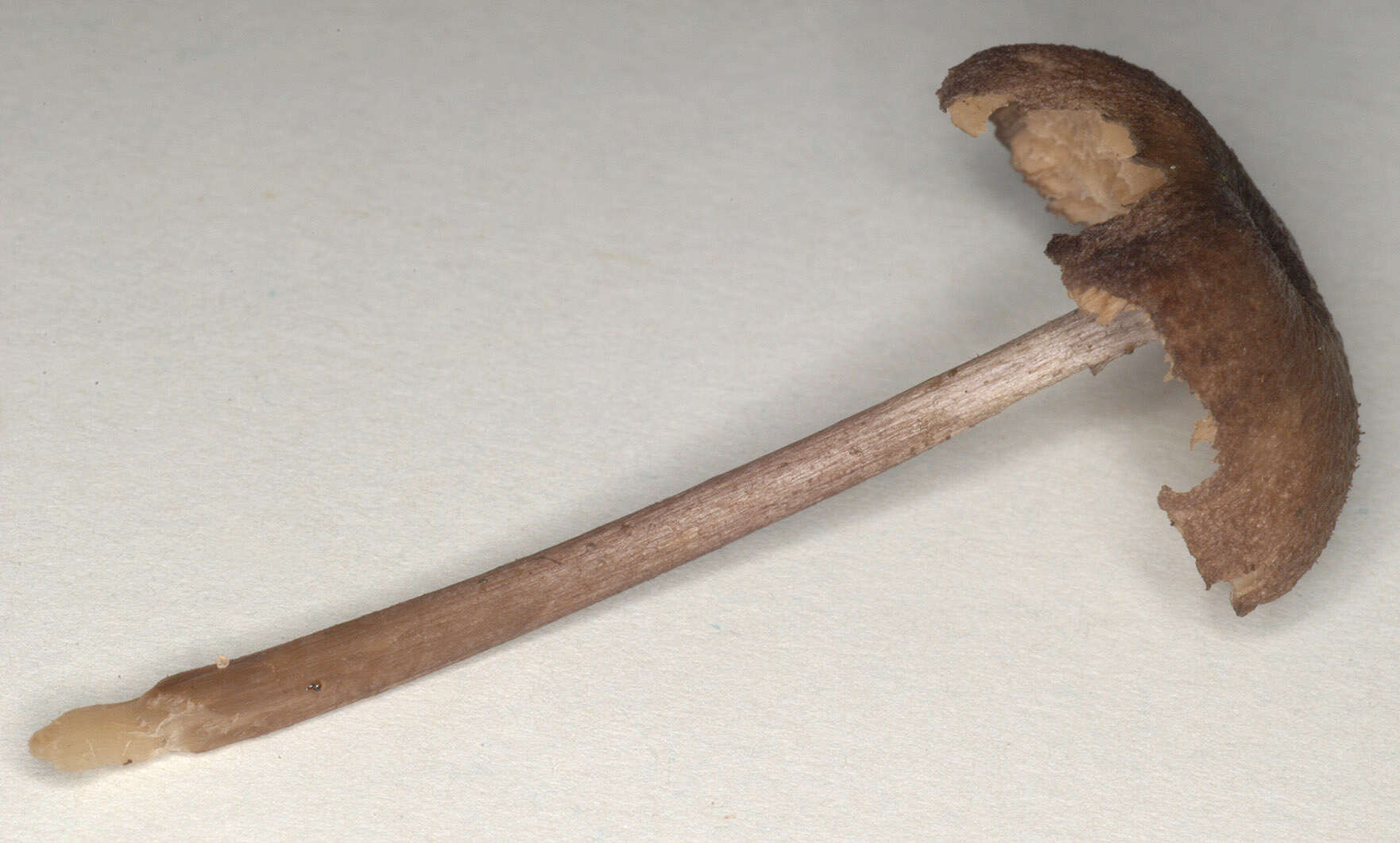 Image of Entoloma mougeotii (Fr.) Hesler 1967