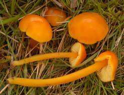 Слика од Hygrocybe aurantiosplendens R. Haller Aar. 1954