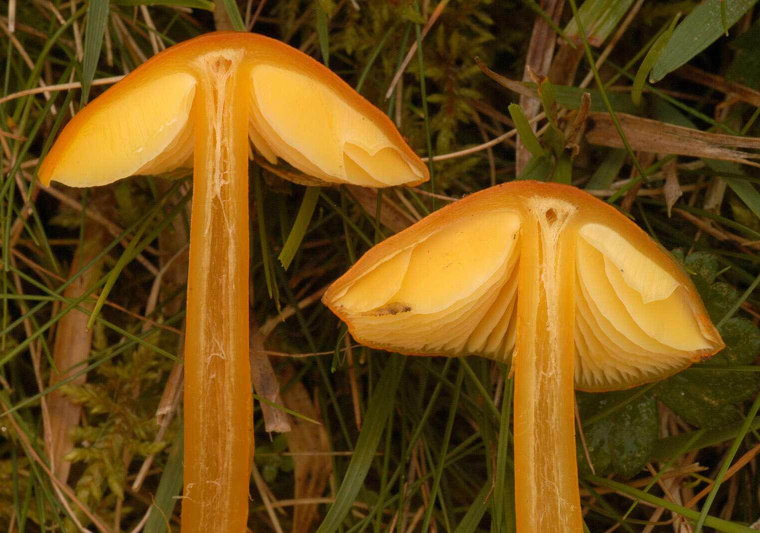 Слика од Hygrocybe aurantiosplendens R. Haller Aar. 1954