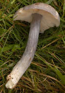 Image of Bloxam's entoloma