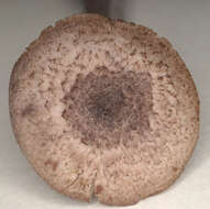 Image of Entoloma mougeotii (Fr.) Hesler 1967